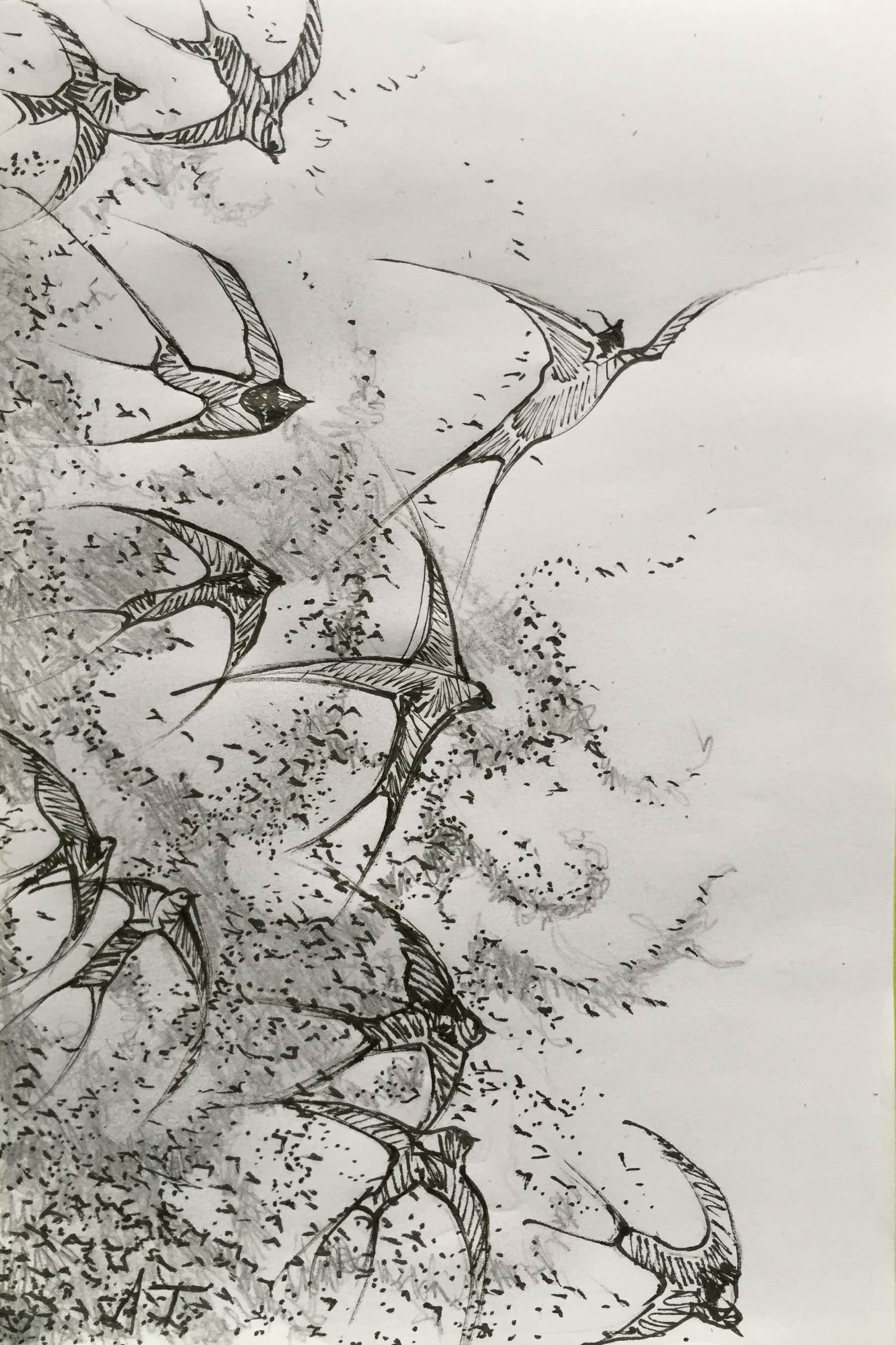 Artist sketch with pencil of a murmuration of birds.