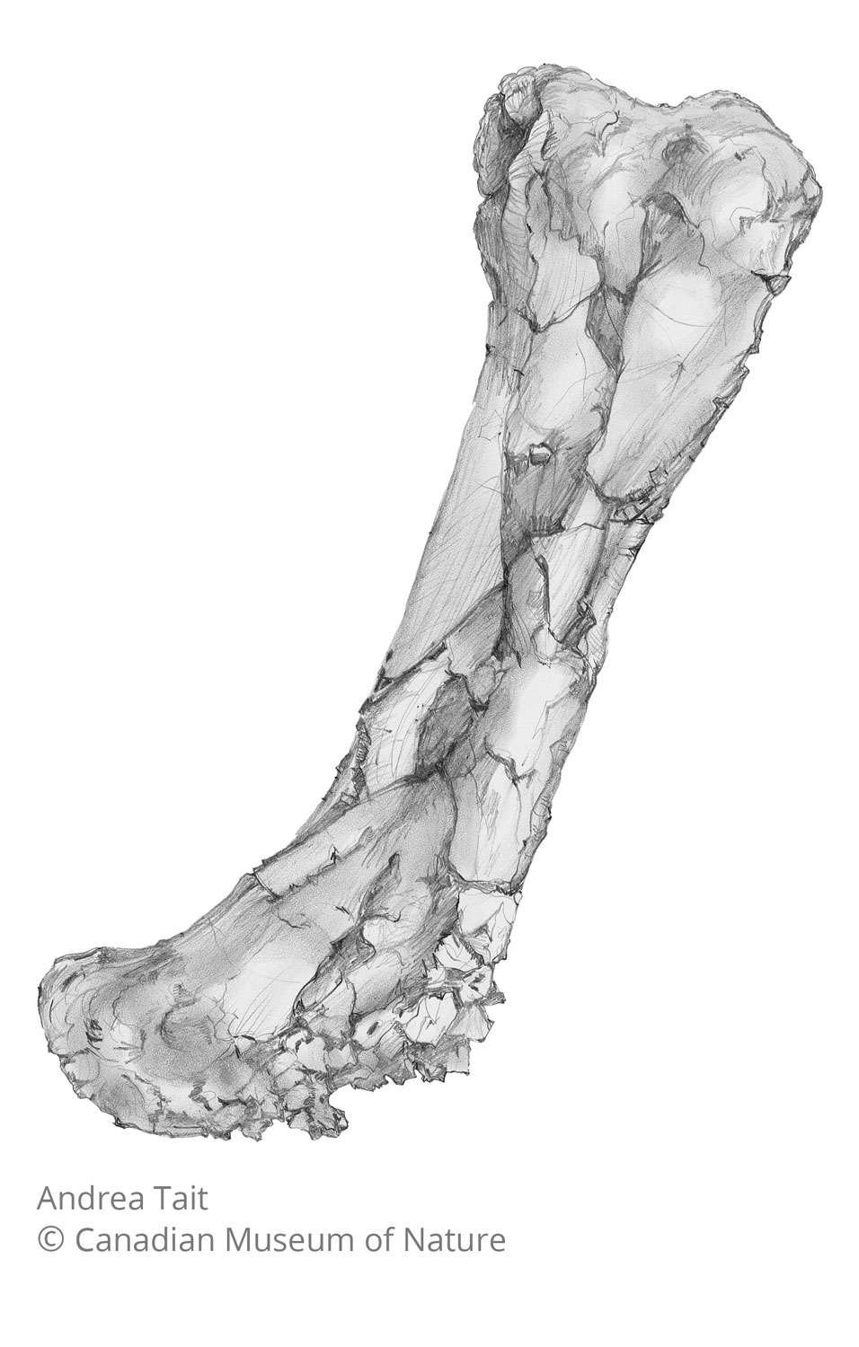 Chasmosaurus irvinensis fossil bone femur view a with copyright notice