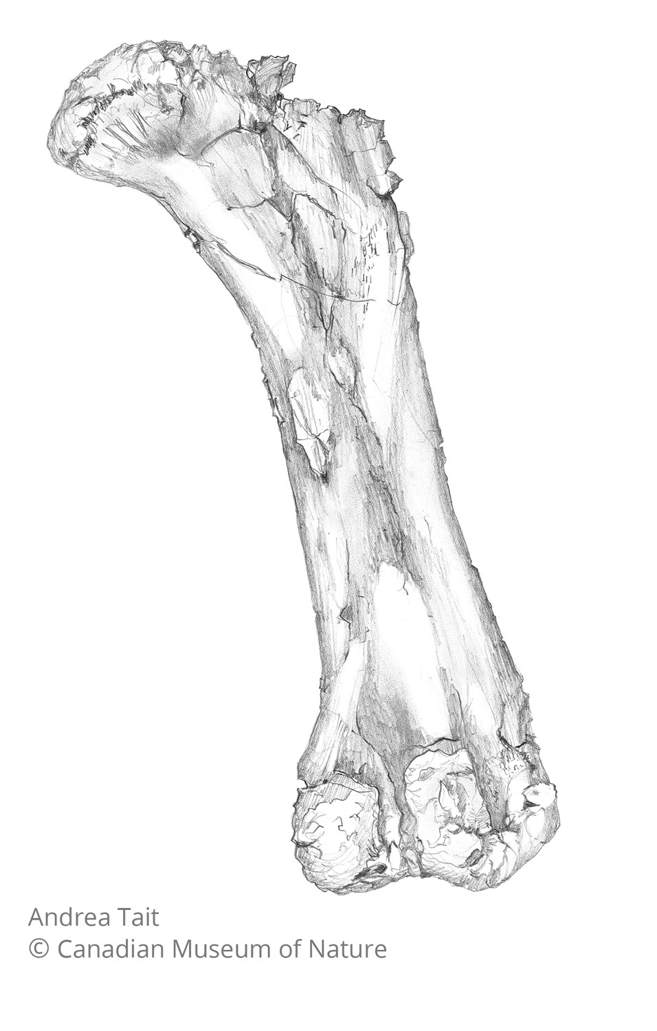 Chasmosaurus irvinensis fossil bone femur view b with copyright notice