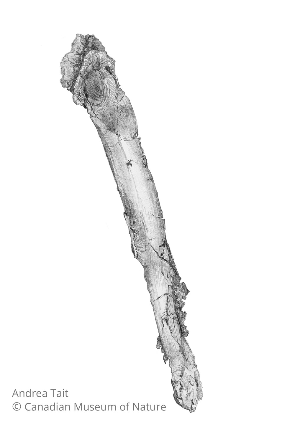 Chasmosaurus irvinensis fossil bone femur view c with copyright notice