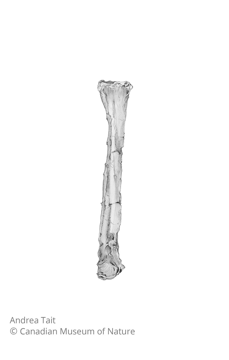 Chasmosaurus irvinensis fossil bone fibula view a with copyright notice