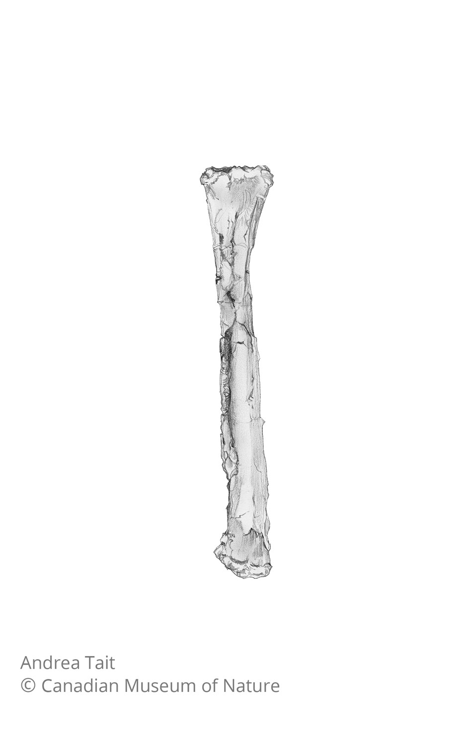Chasmosaurus irvinensis fossil bone fibula view b with copyright notice