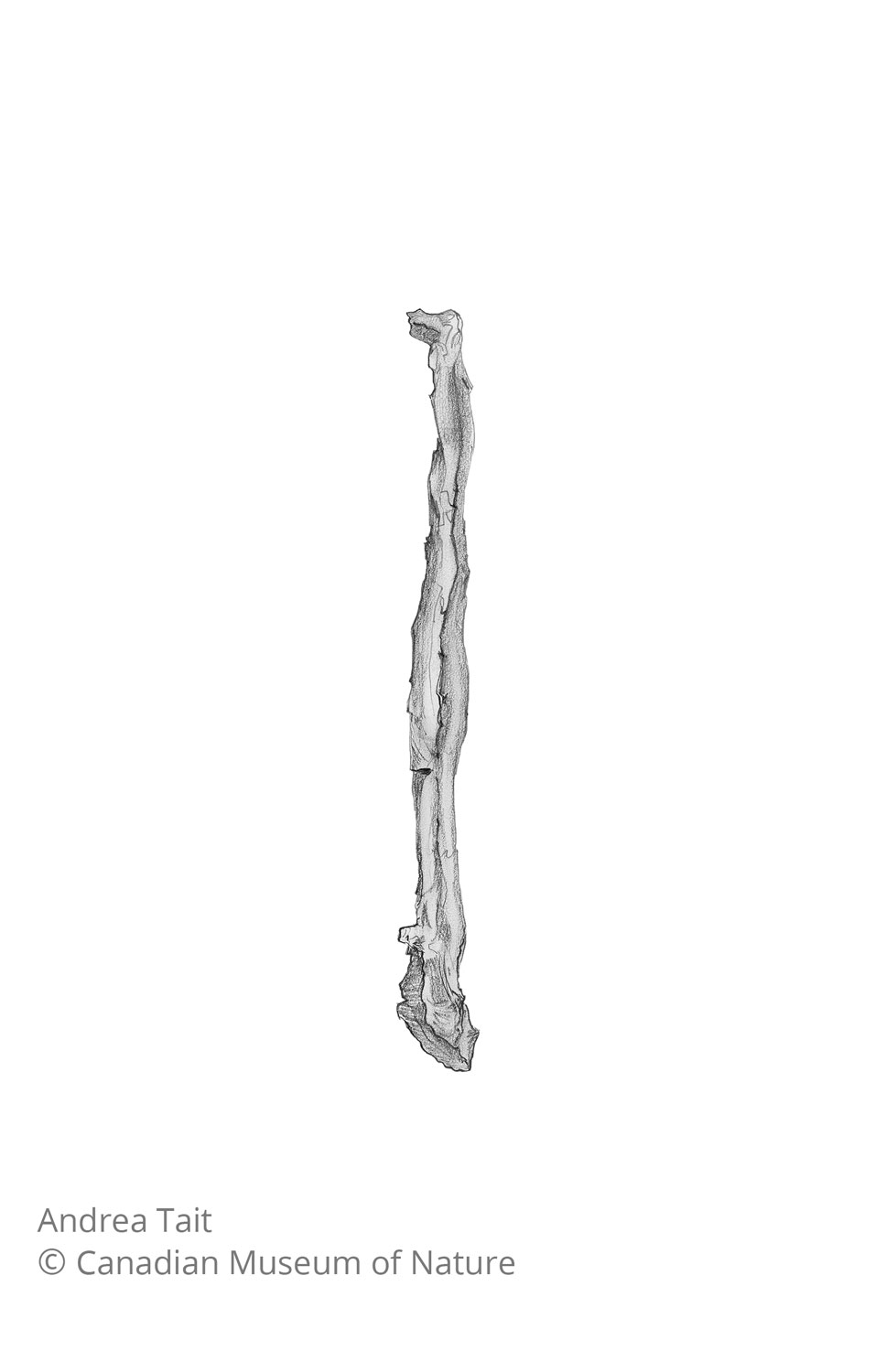 Chasmosaurus irvinensis fossil bone fibula view c with copyright notice