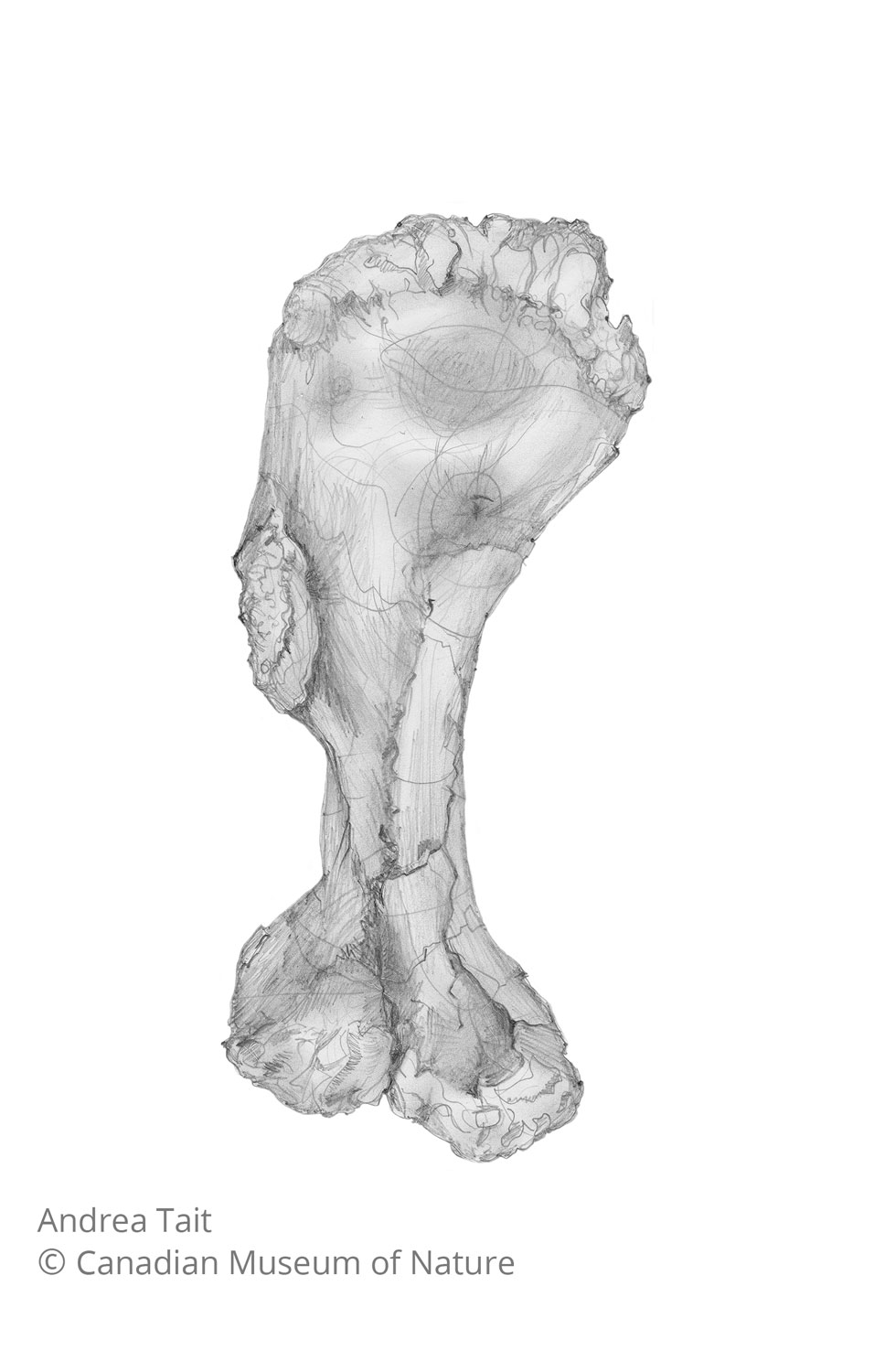 Chasmosaurus irvinensis fossil bone humerus 2 view a with copyright notice