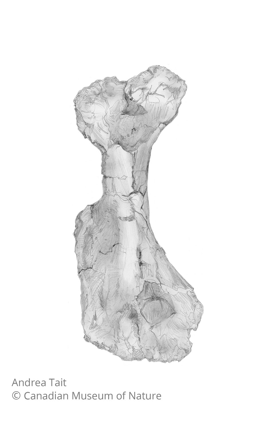 Chasmosaurus irvinensis fossil bone humerus 2 view b with copyright notice