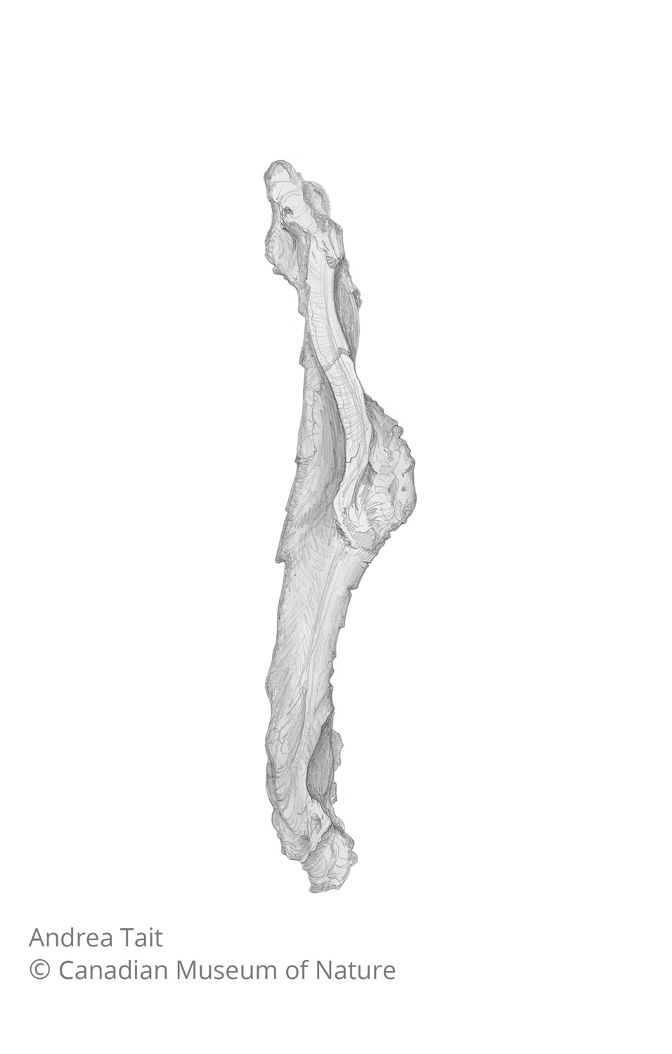 Chasmosaurus irvinensis fossil bone humerus 2 view c with copyright notice