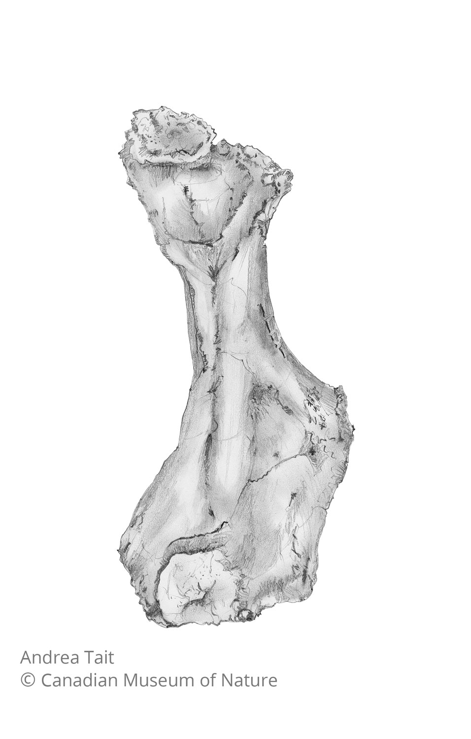 Chasmosaurus irvinensis fossil bone humerus view a with copyright notice