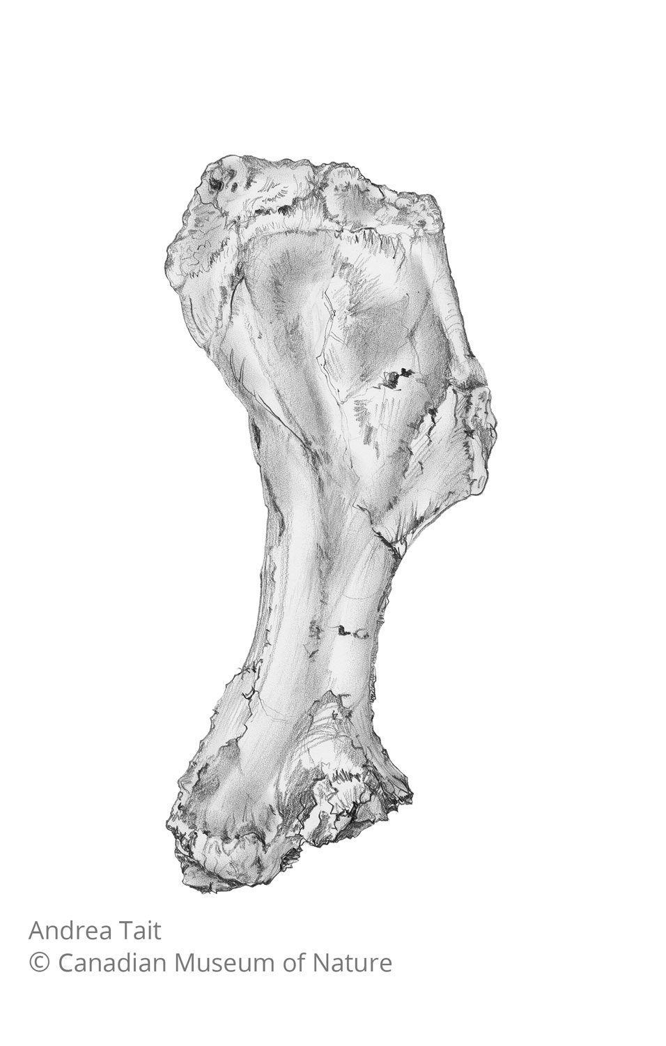 Chasmosaurus irvinensis fossil bone humerus view b with copyright notice