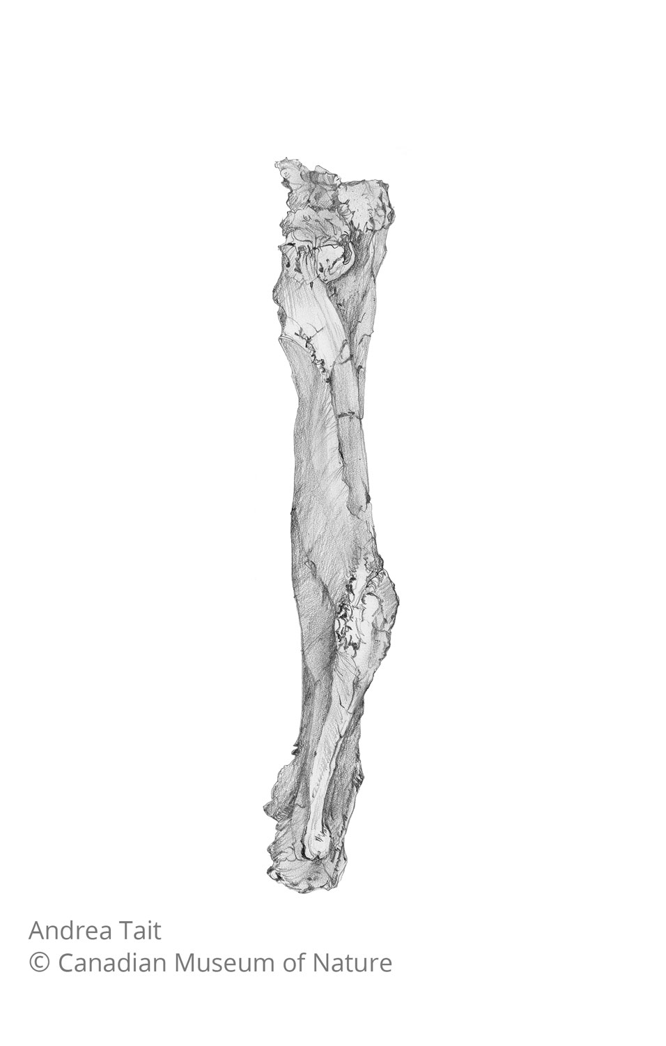 Chasmosaurus irvinensis fossil bone humerus view c with copyright notice
