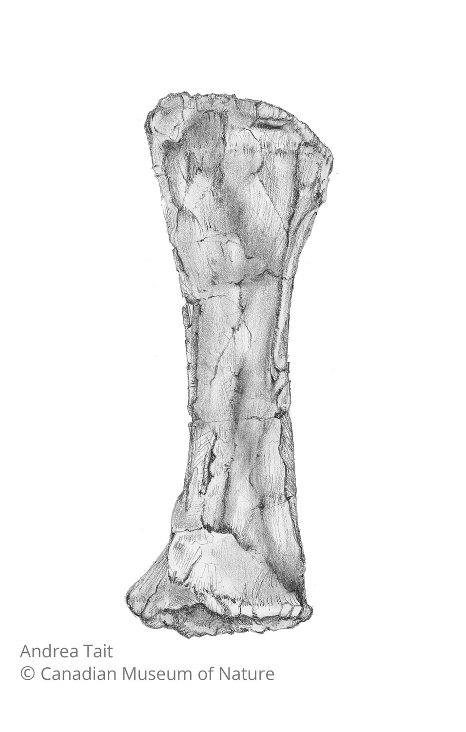 Chasmosaurus irvinensis fossil bone radius view a with copyright notice