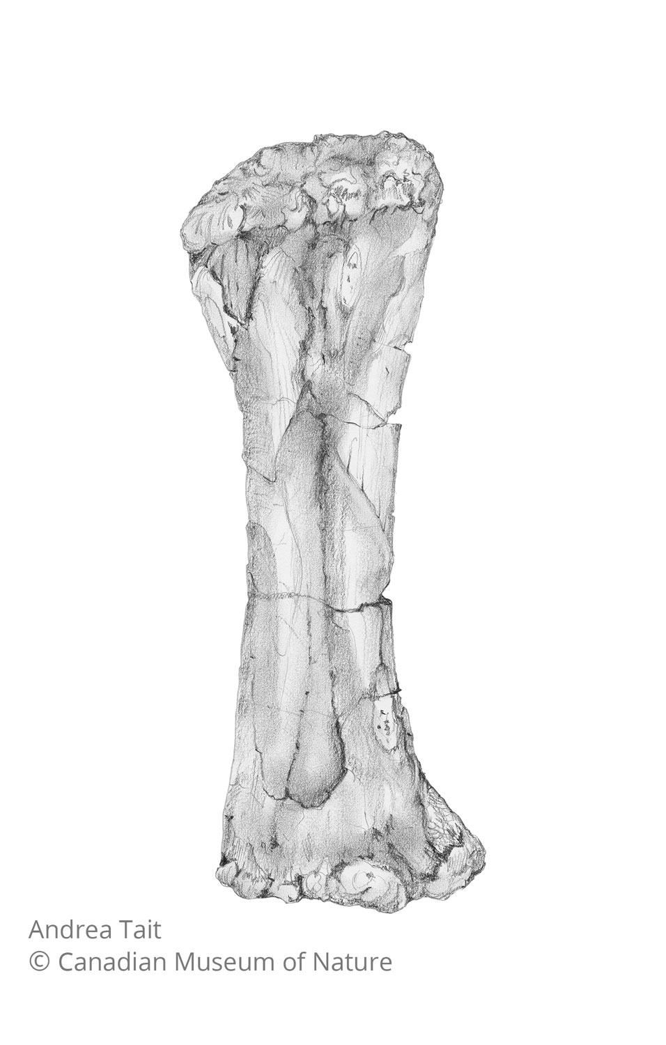 Chasmosaurus irvinensis fossil bone radius view b with copyright notice