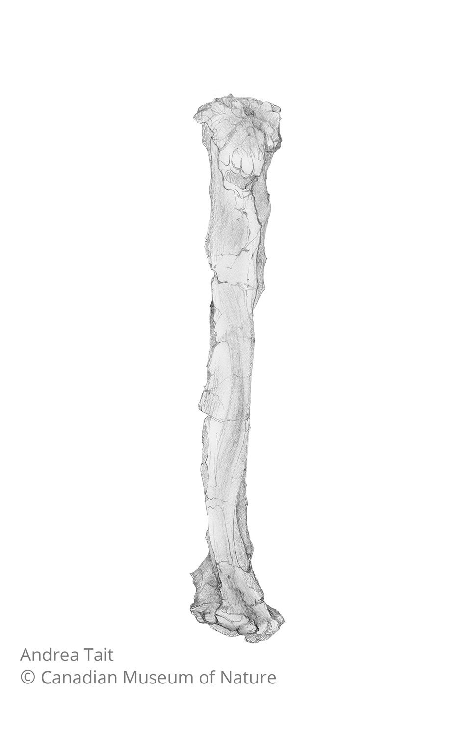 Chasmosaurus irvinensis fossil bone radius view c with copyright notice