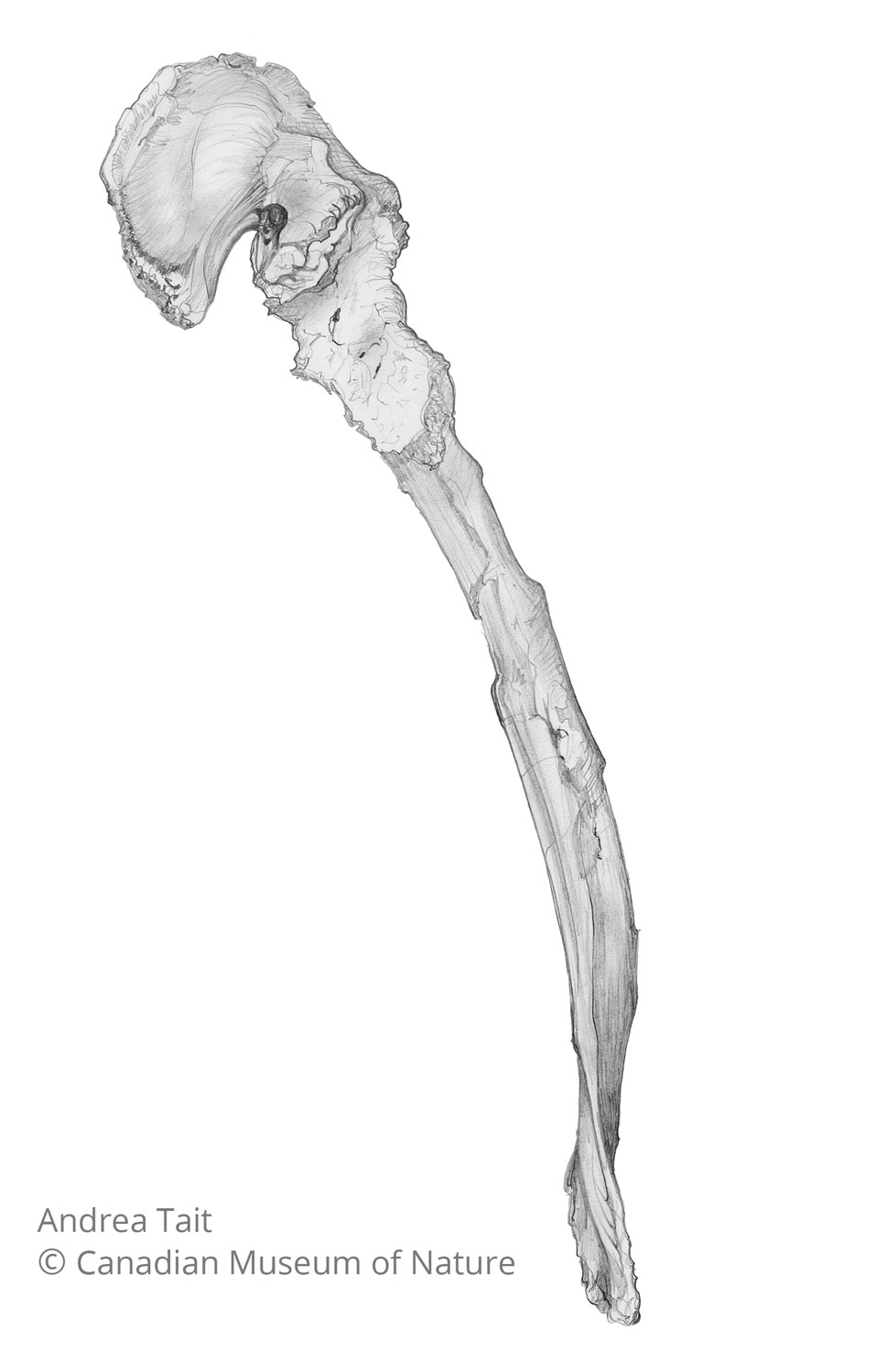 Chasmosaurus irvinensis fossil bone scapula a coracoid view c with copyright notice