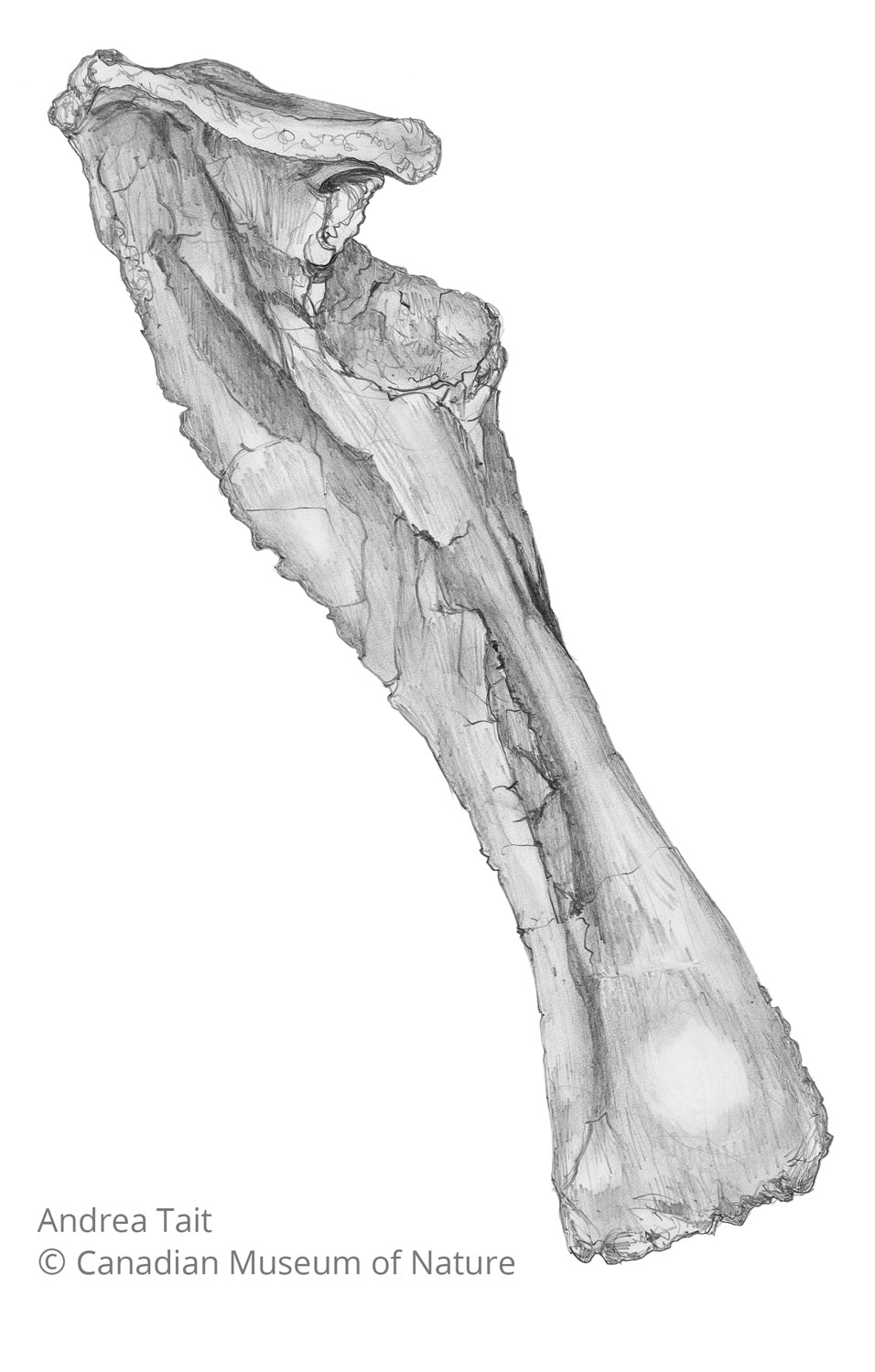 Chasmosaurus irvinensis fossil bone scapula a view a with copyright notice