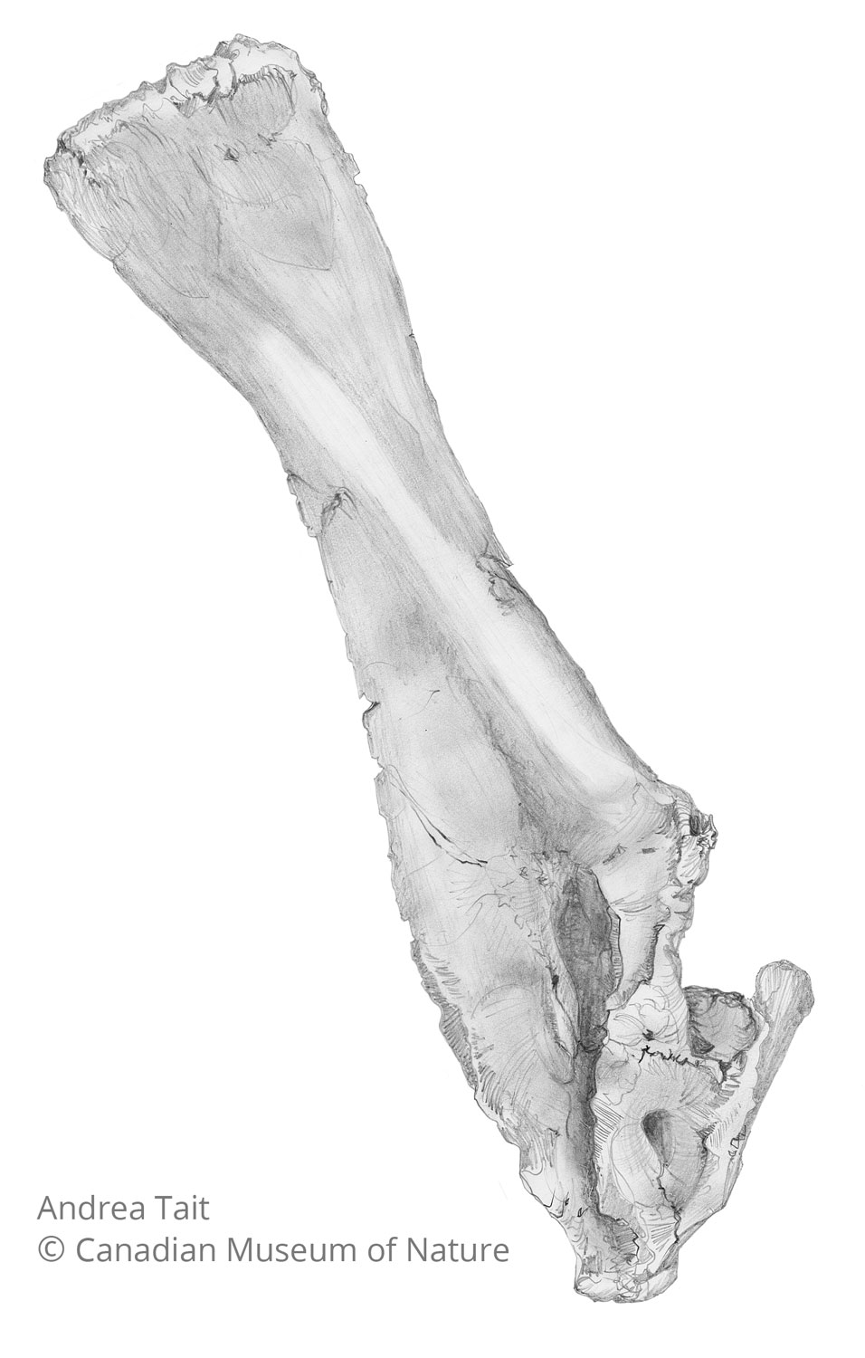 Chasmosaurus irvinensis fossil bone scapula a view b with copyright notice