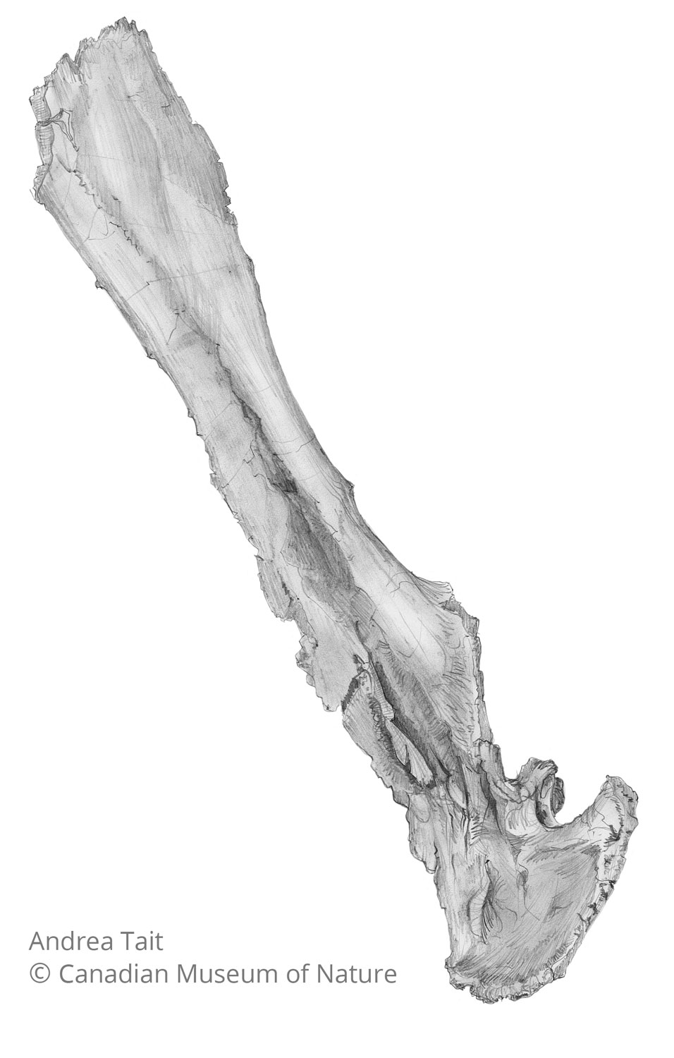 Chasmosaurus irvinensis fossil bone scapula coracoid b view a with copyright notice