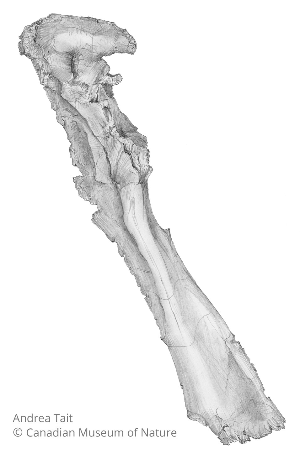 Chasmosaurus irvinensis fossil bone scapula coracoid b view b with copyright notice