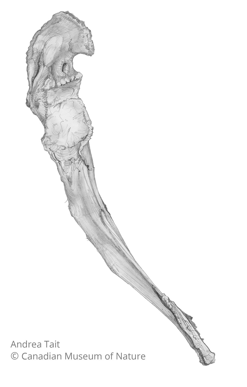 Chasmosaurus irvinensis fossil bone scapula coracoid b view c with copyright notice