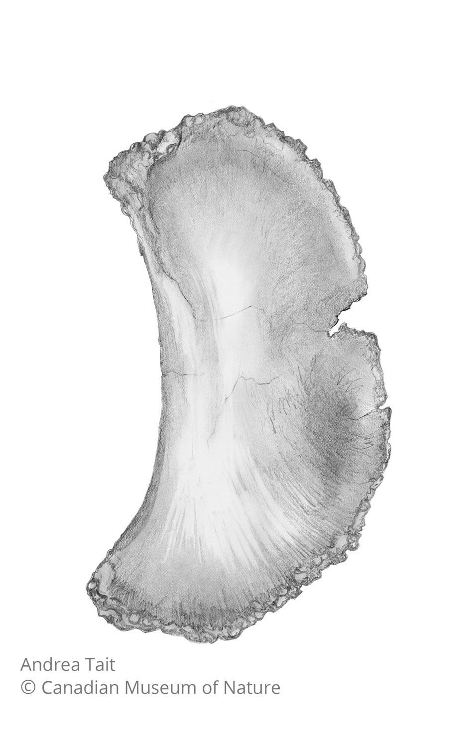 Chasmosaurus irvinensis fossil bone sternal plate a with copyright notice