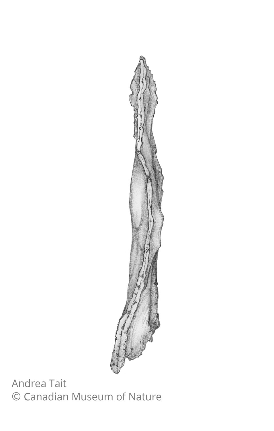 Chasmosaurus irvinensis fossil bone sternal plate view c with copyright notice