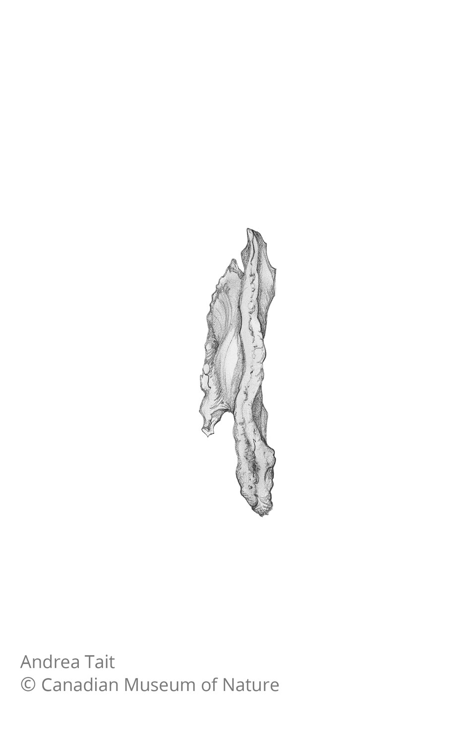 Chasmosaurus irvinensis fossil bone sternal plate view d with copyright notice