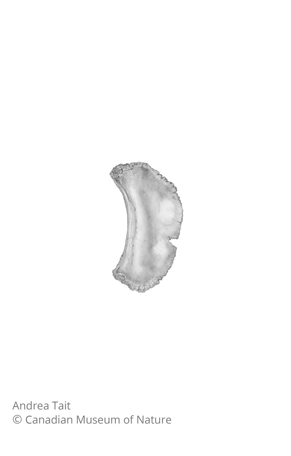 Chasmosaurus irvinensis fossil bone sternal plate view x with copyright notice