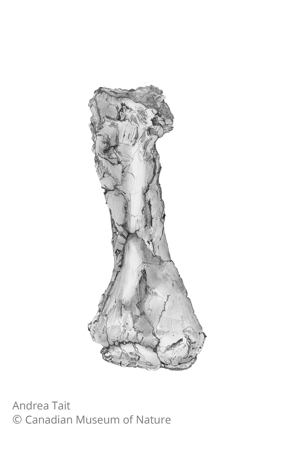 Chasmosaurus irvinensis fossil bone tibia view a with copyright notice