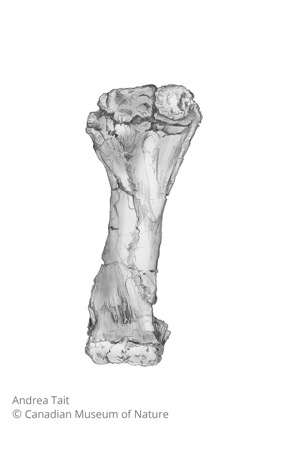 Chasmosaurus irvinensis fossil bone tibia view b with copyright notice