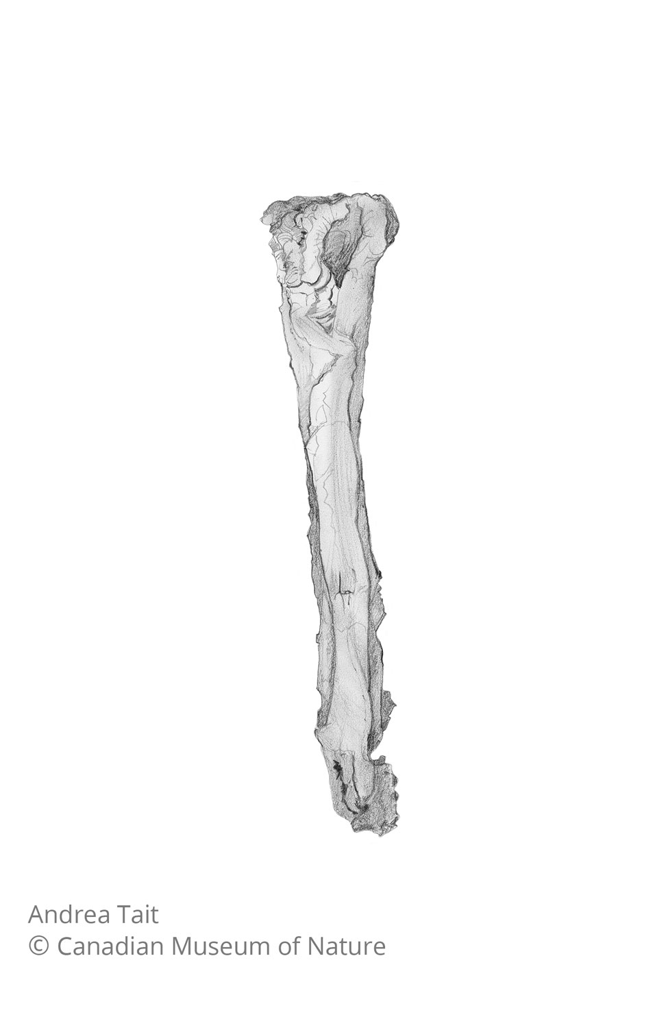 Chasmosaurus irvinensis fossil bone tibia view c with copyright notice