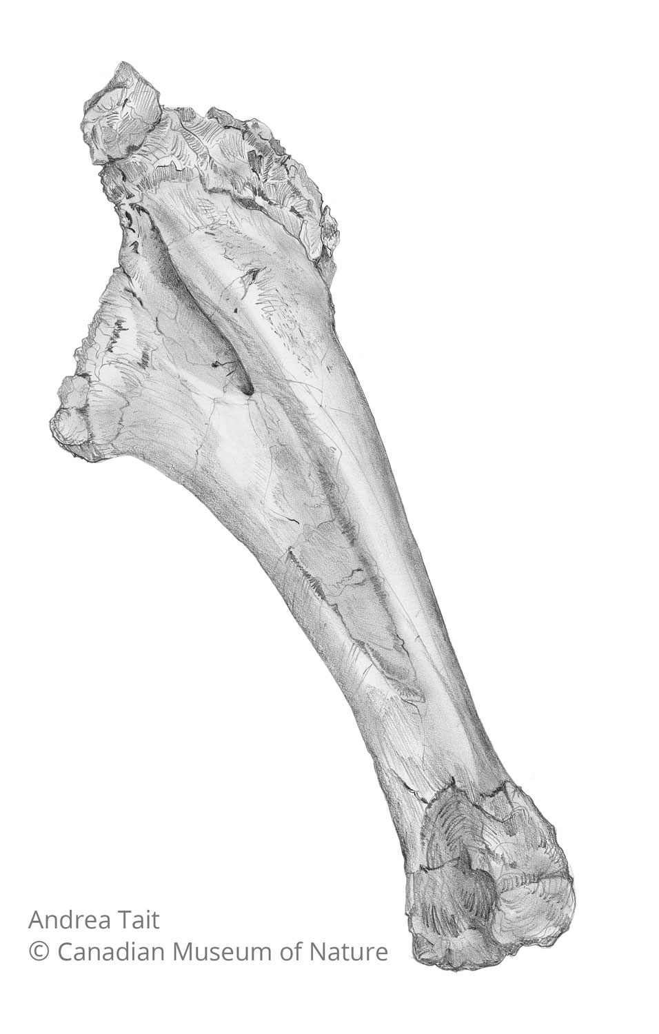 Chasmosaurus irvinensis fossil bone ulna 1 with copyright notice