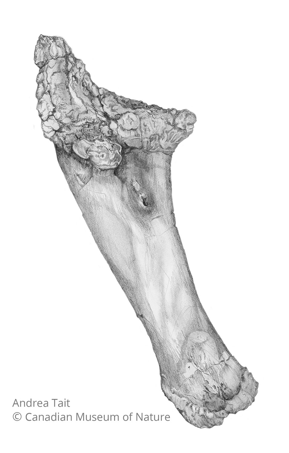 Chasmosaurus irvinensis fossil bone ulna 2 with copyright notice