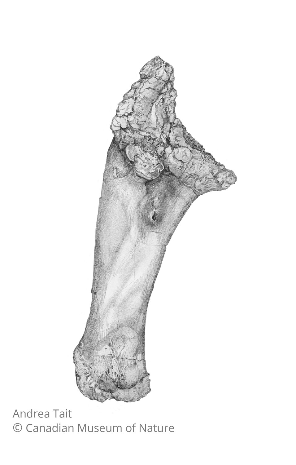Chasmosaurus irvinensis fossil bone ulna view a with copyright notice