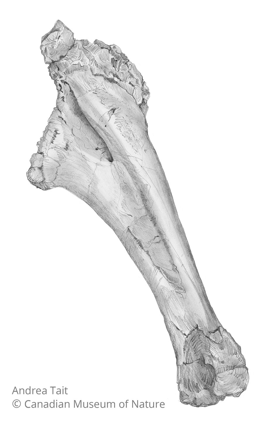 Chasmosaurus irvinensis fossil bone ulna view b with copyright notice