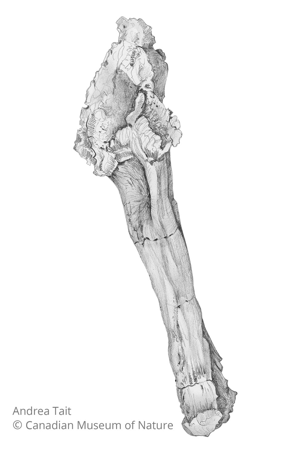 Chasmosaurus irvinensis fossil bone ulna view c with copyright notice