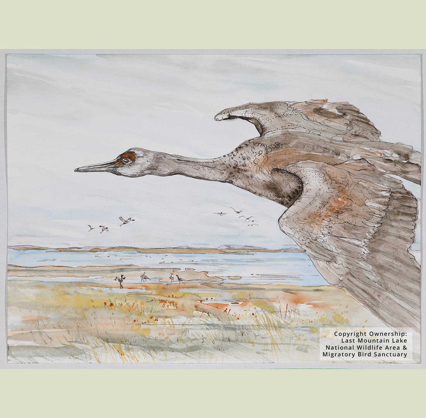 A painting by Andrea Tait of a goose flying over a field with a lake nearby, using orange, yellow, blue, and brown watercolour paint. Copyright ownership belongs to Last Mountain Lake National Wildlife Area & Migratory Bird Sanctuary.